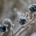 Frost20191206I351c