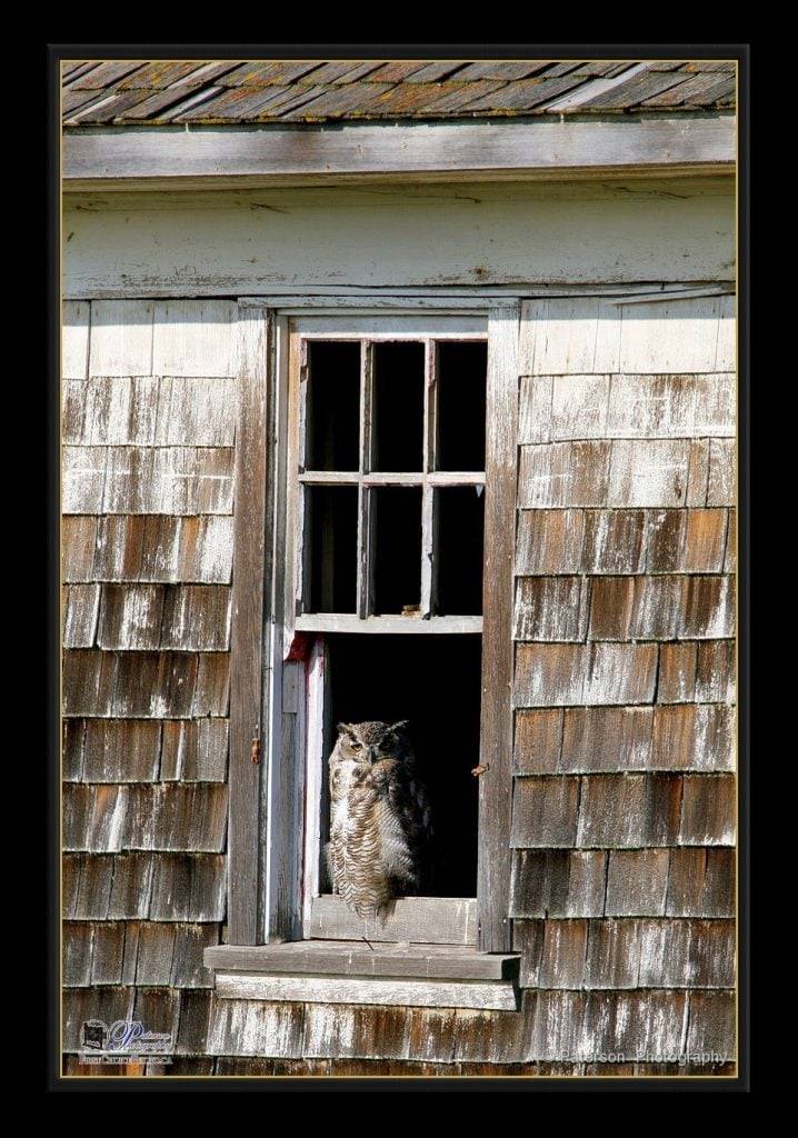 Great Horned Owl in window - ordering your fine art print Lethbridge