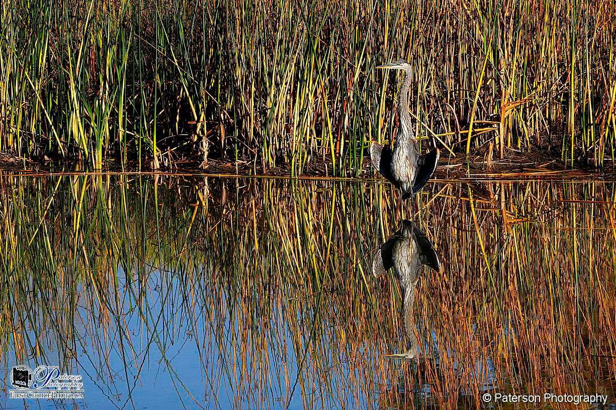 Elizabeth Hall Wetlands Lethbridge, Heron