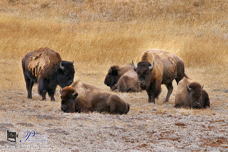 Heard of Plains Bison, Waterton Lakes National Park, Canada