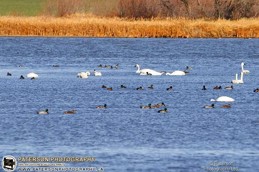 Tundra Swans, waiting for snow geese, Wall decor, nature photographer, Lethbridge, Lethbridge based nature photographer