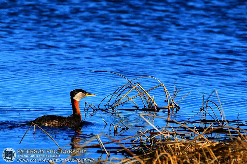 Beauvais Lake Provincial Park, Wildlife Photography, Red-necked Grebes