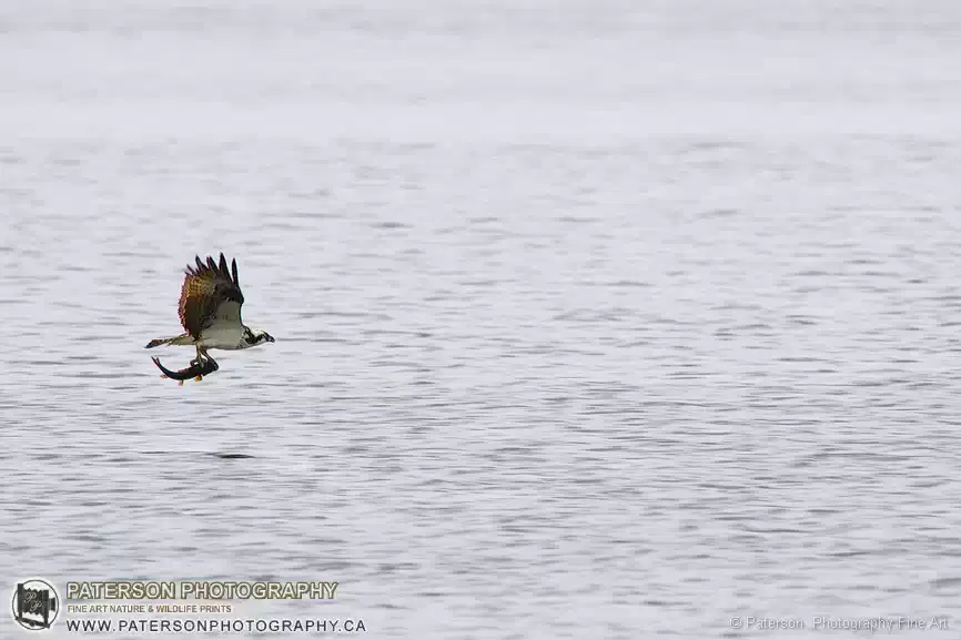 Beauvais Lake Provincial Park, Wildlife Photography, Osprey, fishing