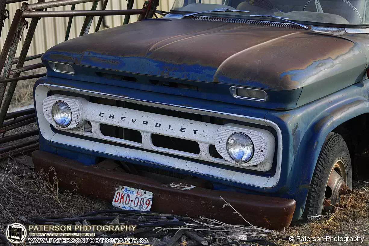 Abandoned chevrolet truck wall print with pealing paint on the hood