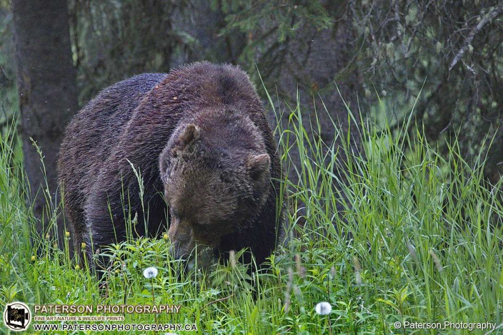 Grizzly bear Banff Alberta Canada, Nature photography, wildlife