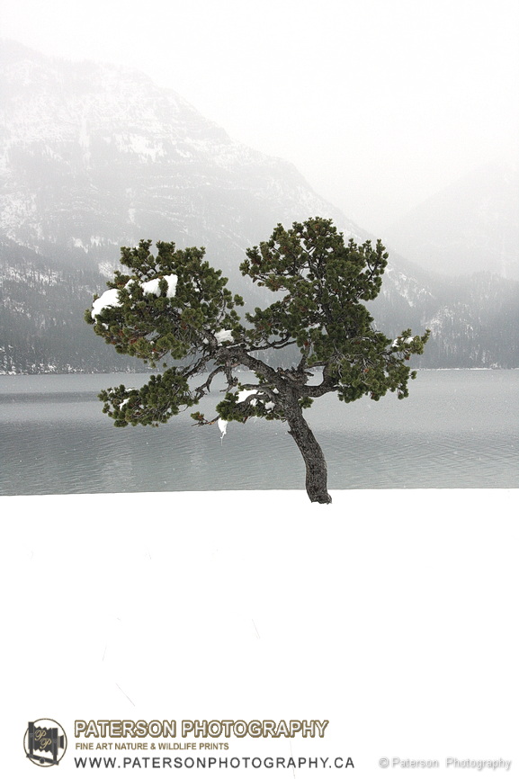 Waterton lakes national park lake shore tree in winter