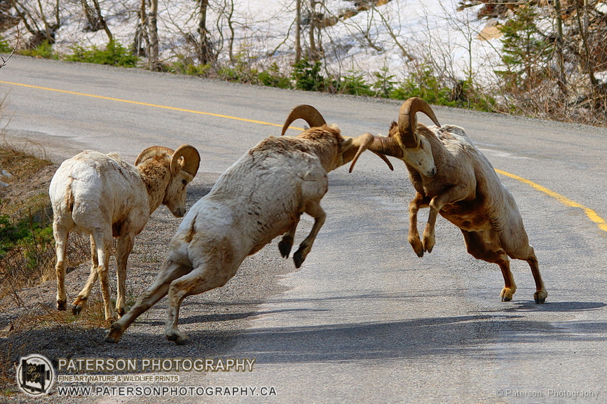 Bighorn Rams battle on road way, Waterton Lakes National Park