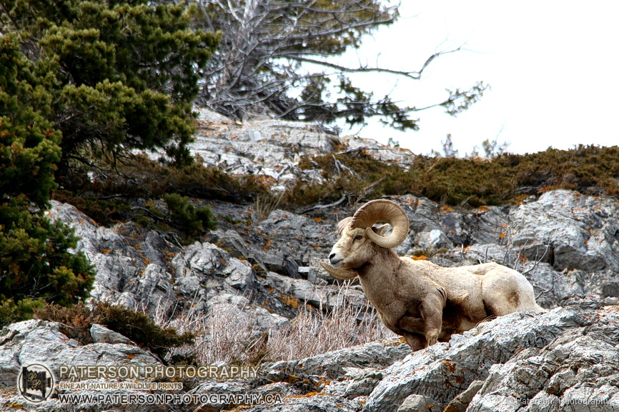 Waterton Big Horn Ram on mountain side, Waterton art gallery