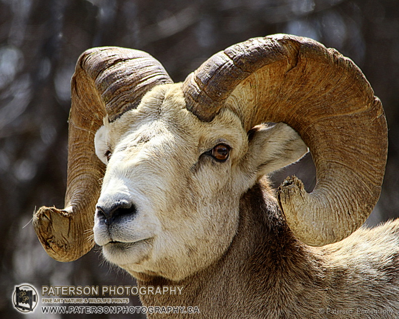 Waterton trophy Bighorn Ram, head shot