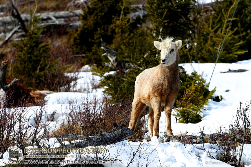 Waterton Lakes National Park, Baby Bighorn, winter