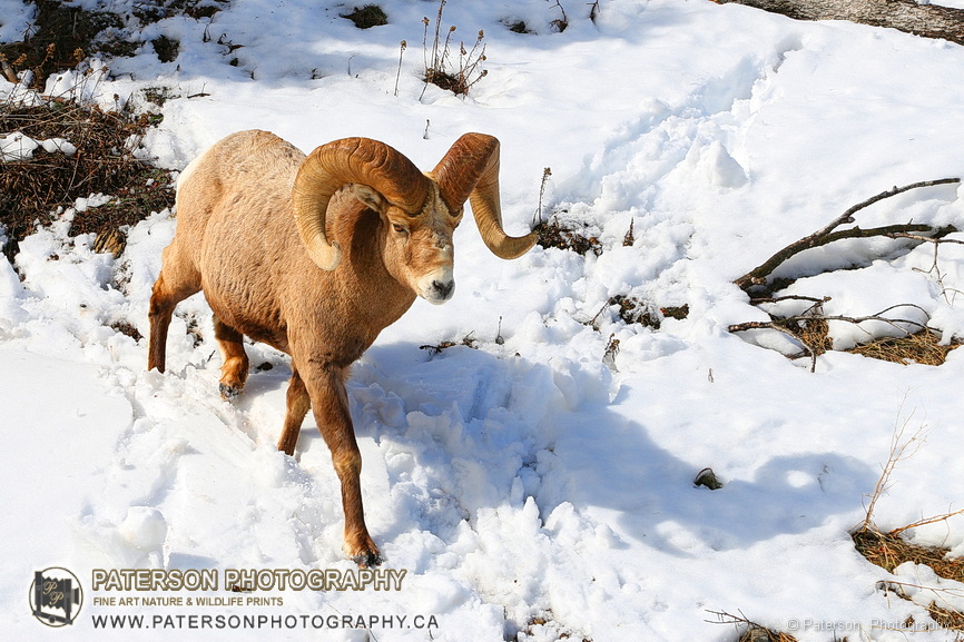 Bighorn ram walks through the snow