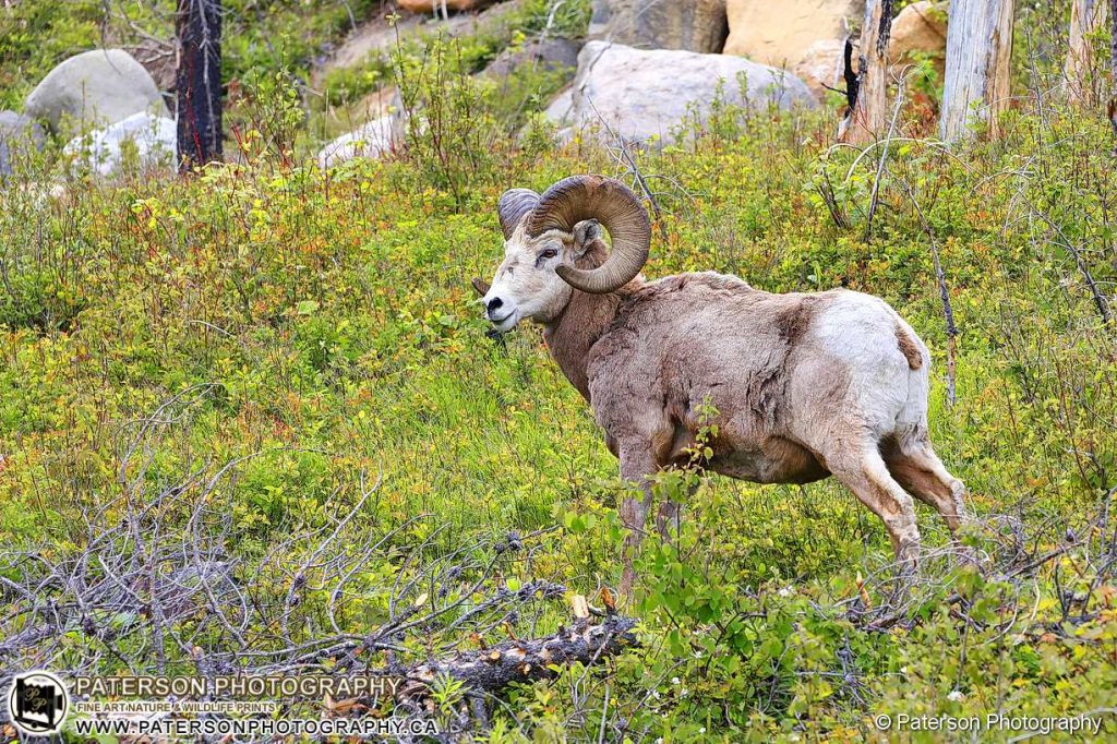 Bighorn ram spring Waterton Lakes National Park, Canada