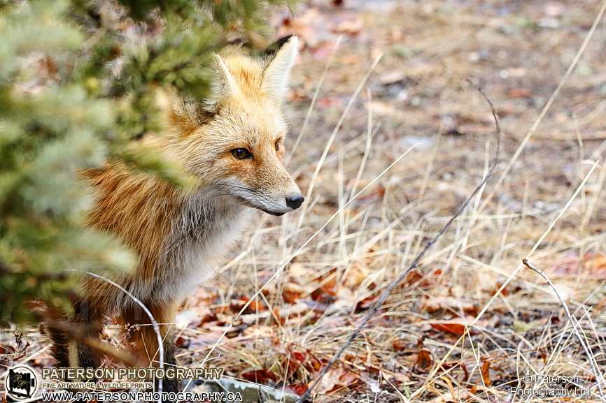 Waterton Spring 2019, Fox, National Park, Nature photography