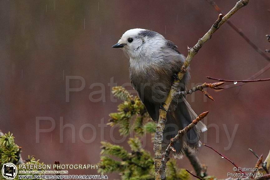 Waterton Spring 2019, Grey Jay, Bird photography, nature pictures, Nature photo prints, Wildlife