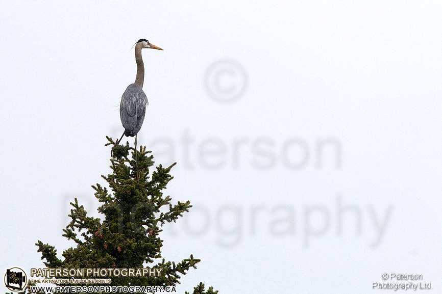 Waterton Blue Heron in a tree. Nature photography, Alberta