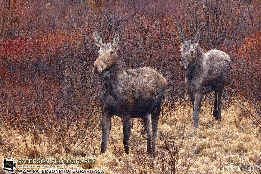 Waterton Lakes national Park moose