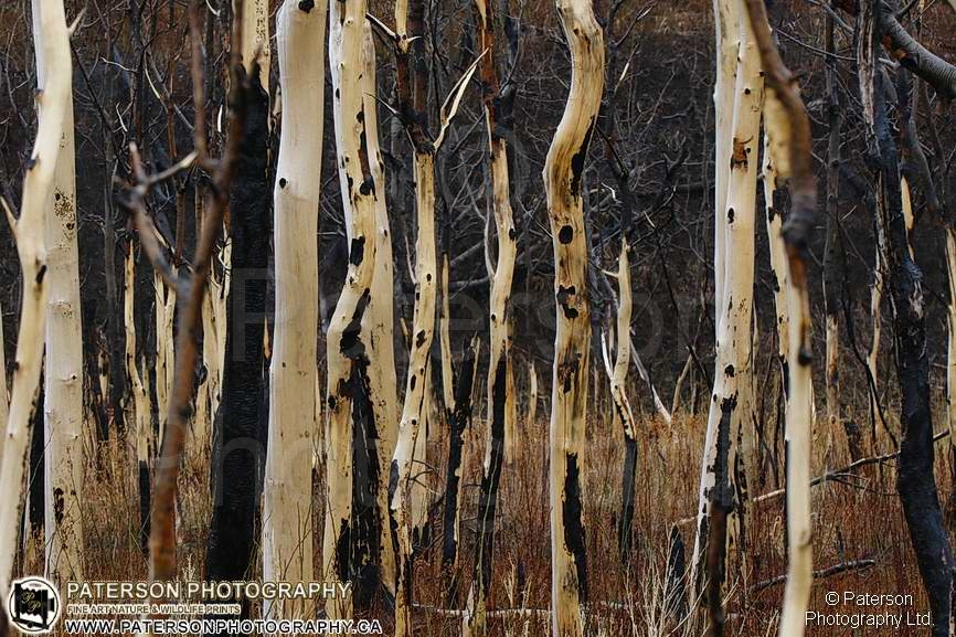 Waterton Lakes National Park, Fire, Nature