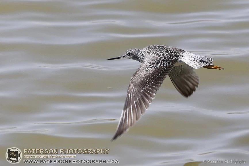 Wildlife Photography, What Is the Best Lens for Bird and Wildlife Photography?