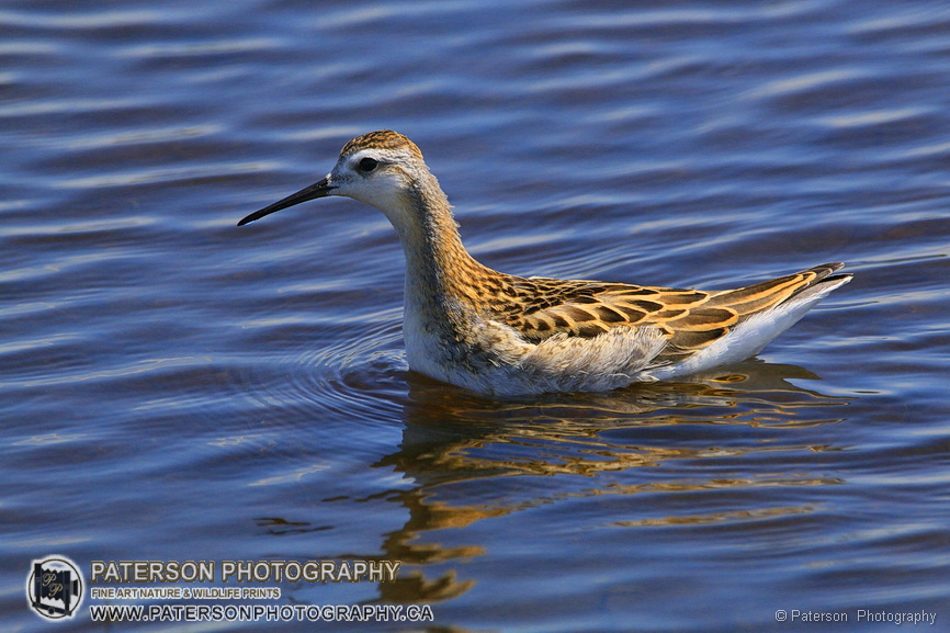 Wilsons phalarope