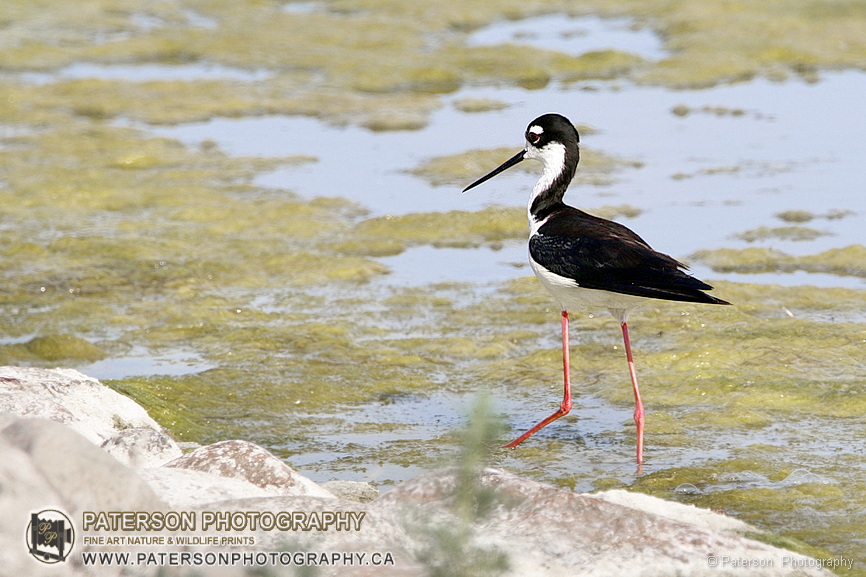 Black-necked Stilt, Frank Lake, Alberta