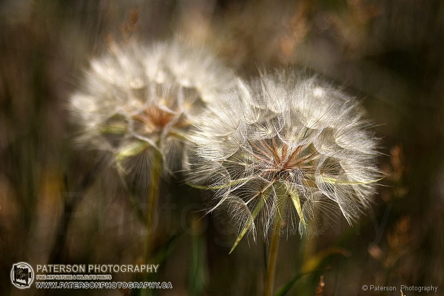 Lethbridge River valley summer walk and pictures.  Seeds in the heat!