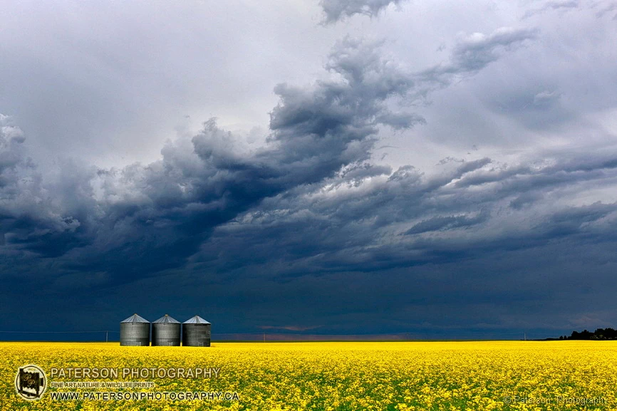 Canola field, grain bins and dark storm clouds