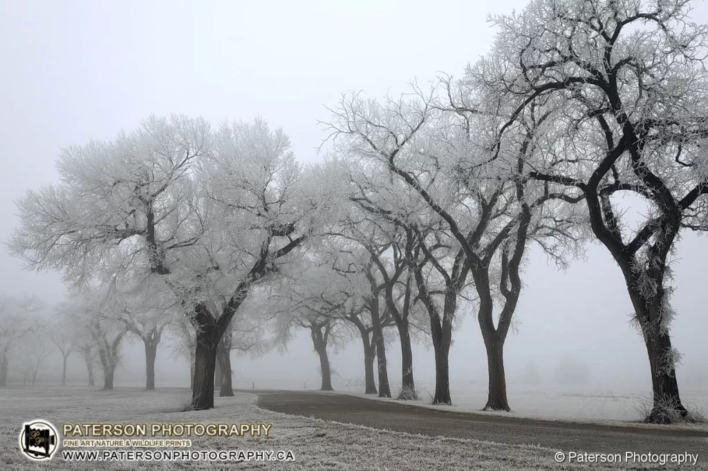 Lethbridge Frosty Veil - Lethbridge Research station main access road from highway 3.  Frost covered trees.