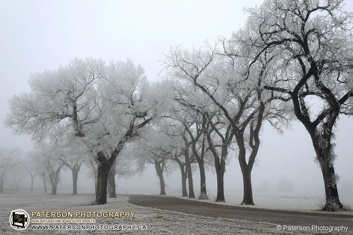 Lethbridge Frosty Veil - Lethbridge Research station main access road from highway 3. Frost covered trees.