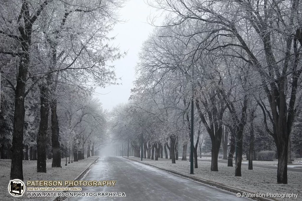 Parkside Drive, Lethbridge with frost on the trees