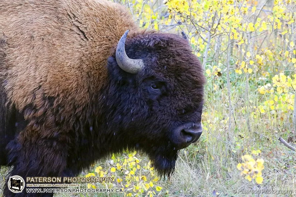 Waterton Plains Bison close-up in the snow