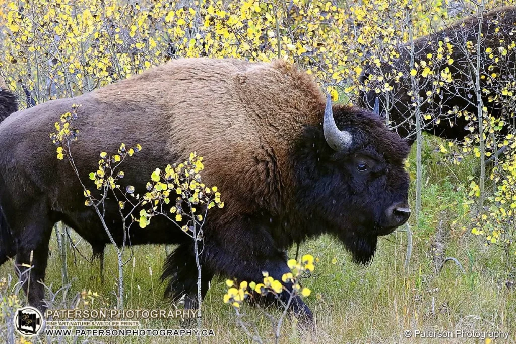 Waterton Plains Bison bull walks in the Aspen trees