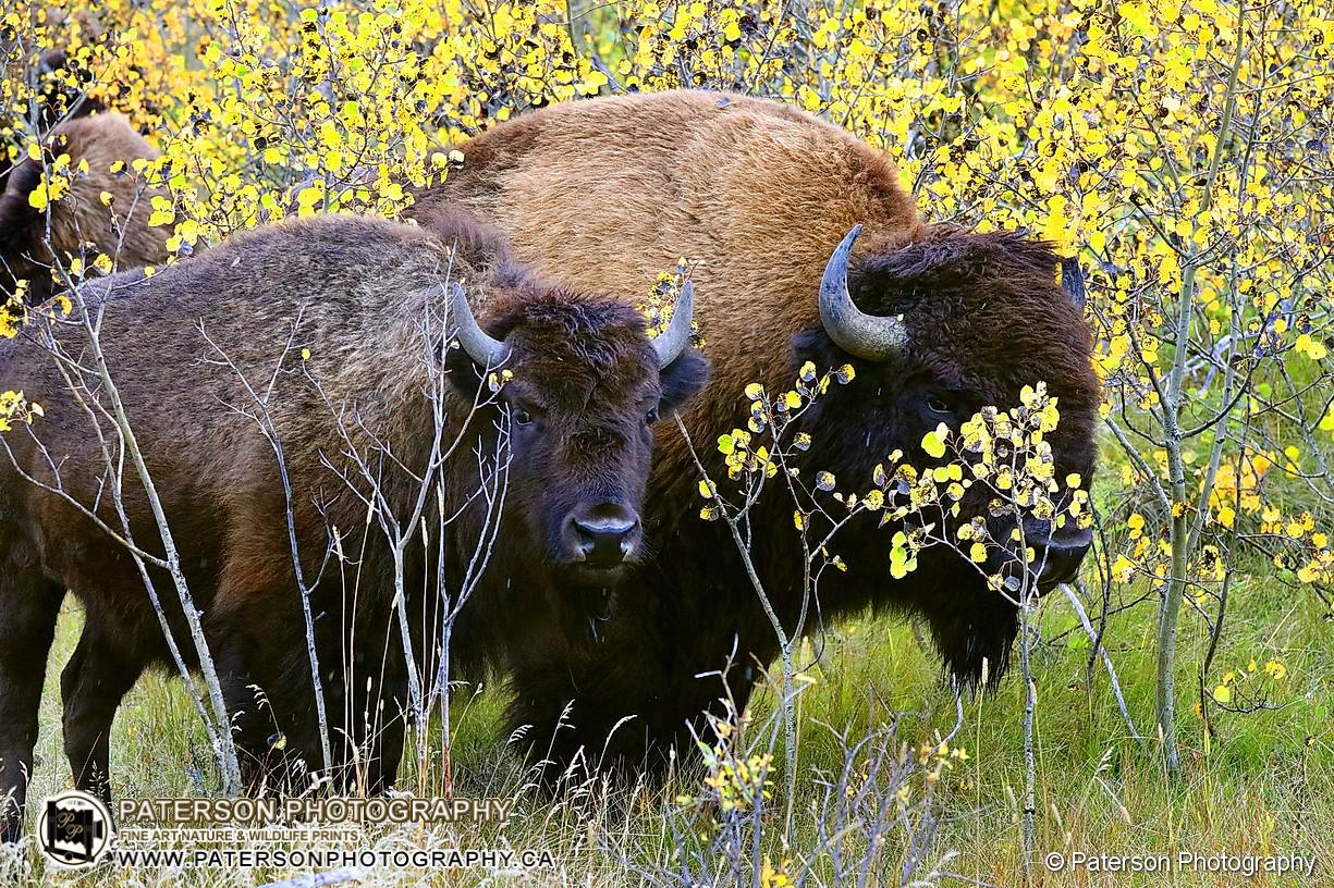 Waterton Plains Bison trying to hide behind some Aspen trees