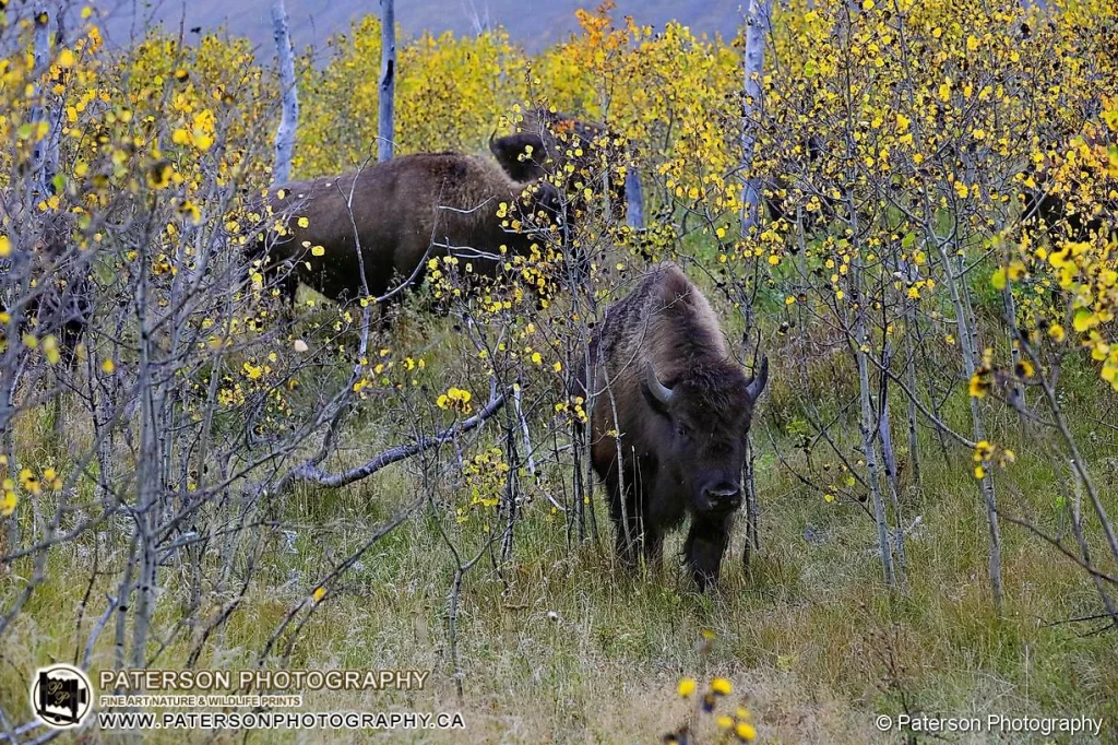 Waterton Plains Bison walk through the colourful Aspen trees