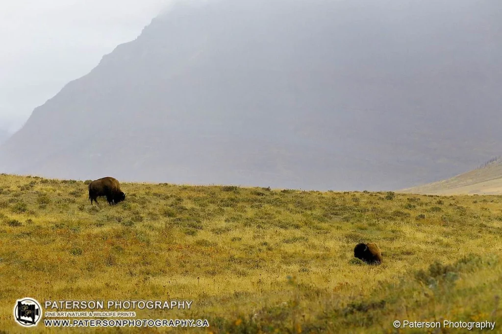 Waterton Plains Bison grazing on a hillside in a fall snow Storm