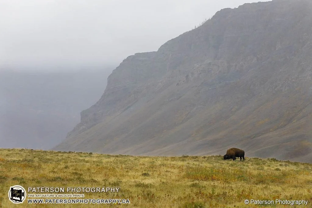 Waterton Plains Bison framed by the mountains
