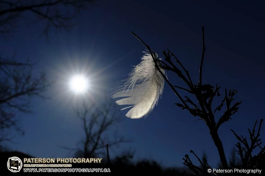 FujiFilm X-T50 and 15–45mm Lens photographing a picture of a feather attached to a branch and rear lit from the sun