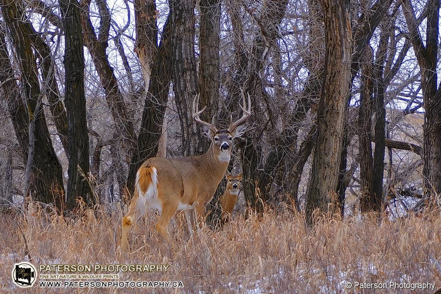 FujiFilm X-T50 and 15–45mm Lens photographing deer in the Lethbridge river valley